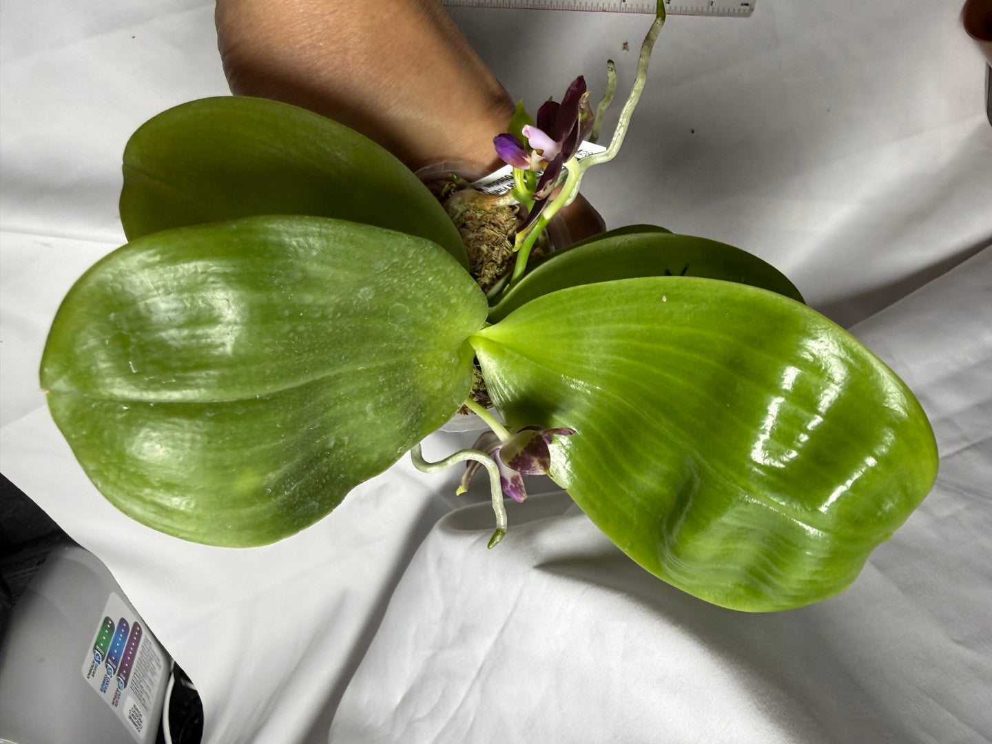 AMM287 - Phalaenopsis Mituo Black Sea (seed grown) Flowering 260714