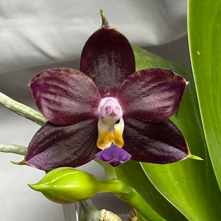 A close-up of a dark burgundy-purple orchid flower with a yellow and purple center, growing with broad green leaves and a green bud on a white background.