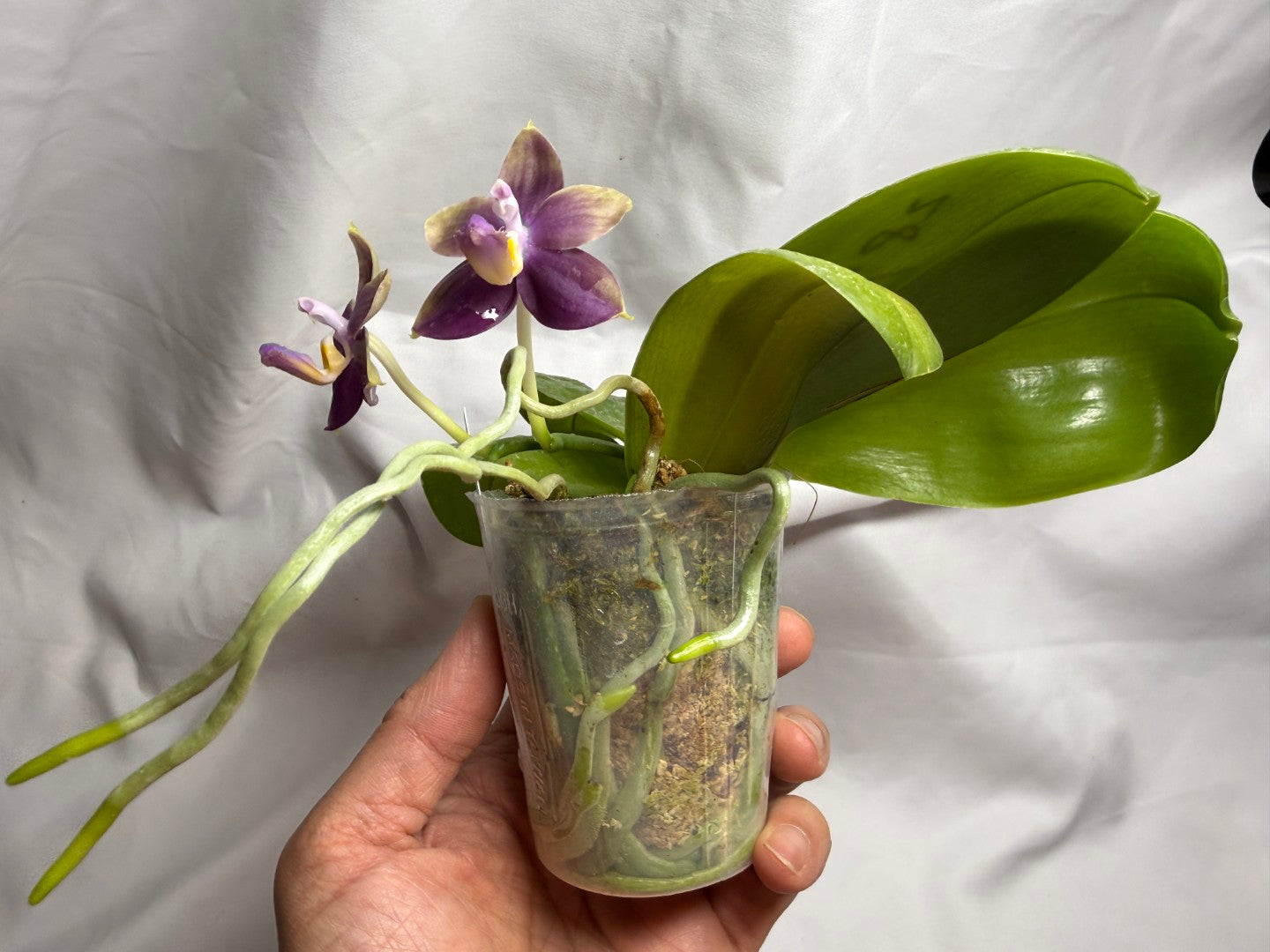 AMM287 - Phalaenopsis Mituo Black Sea (seed grown) Flowering 260812