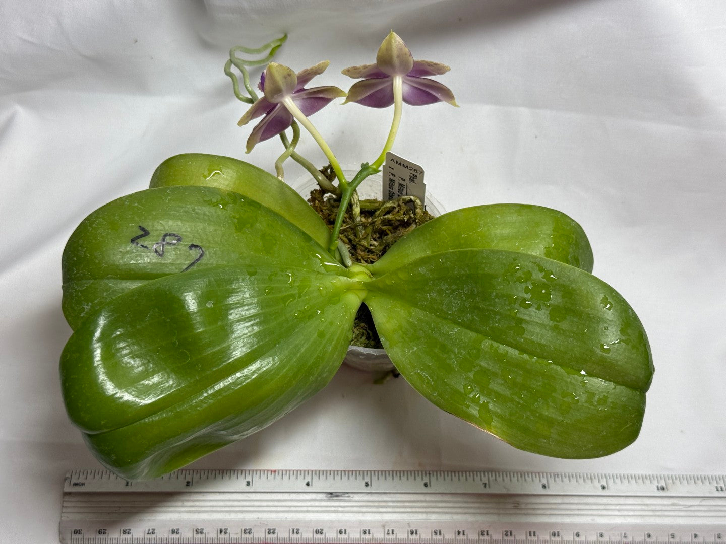 AMM287 - Phalaenopsis Mituo Black Sea (seed grown) Flowering 260812