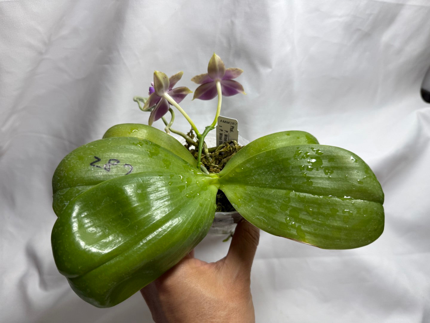 AMM287 - Phalaenopsis Mituo Black Sea (seed grown) Flowering 260812