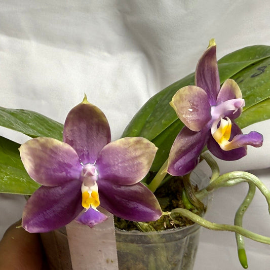 A potted orchid plant with two purple flowers blooming, featuring green leaves and a clear plastic pot, held against a white fabric background.