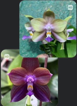 AMM287 - Phalaenopsis (Mituo Blue Firefly X Mituo Obsidian 'Neptune') (seed grown)