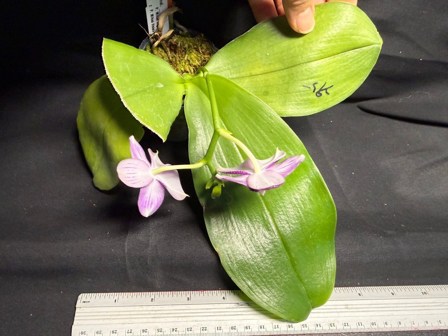 AMM295 - Phalaenopsis (Mituo Gigan Dragon X Mituo Hsien) seed grown 260708 Flowering