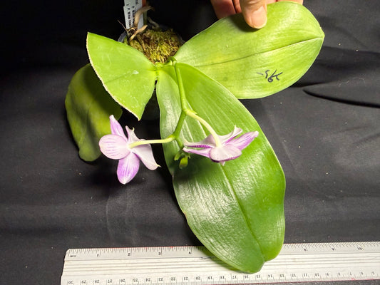 AMM295 - Phalaenopsis (Mituo Gigan Dragon X Mituo Hsien) seed grown 260708 Flowering