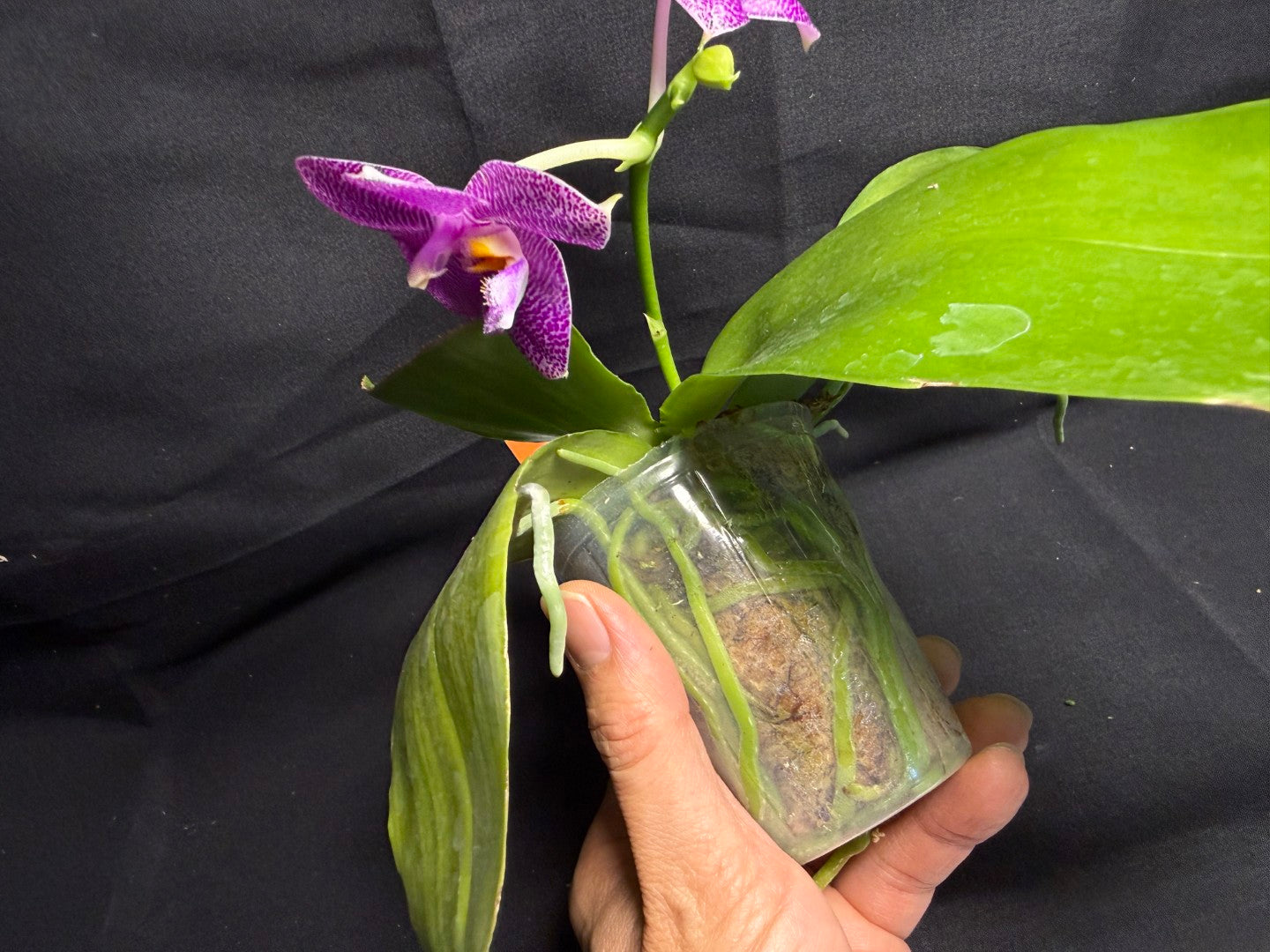 AMM295 - Phalaenopsis (Mituo Gigan Dragon X Mituo Hsien) seed grown 260708 Flowering