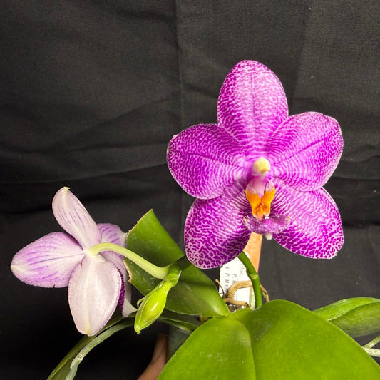 A live Phalaenopsis orchid plant with a prominent purple and white speckled flower in the center and a second pale lavender flower to the left, set against a black fabric background.