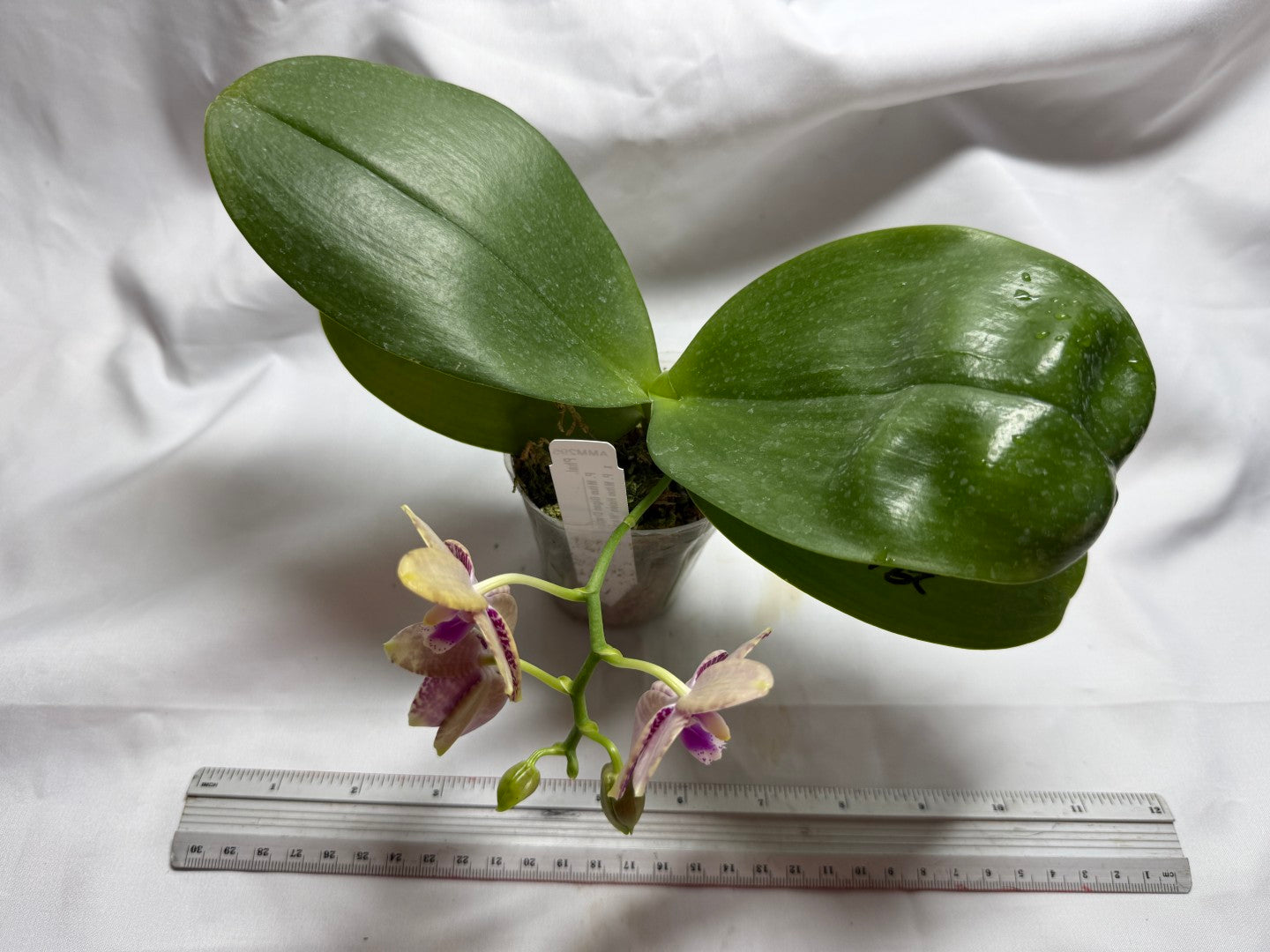 AMM295 - Phalaenopsis (Mituo Gigan Dragon X Mituo Hsien) seed grown 260812 Flowering