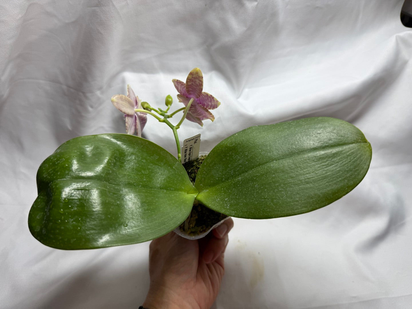 AMM295 - Phalaenopsis (Mituo Gigan Dragon X Mituo Hsien) seed grown 260812 Flowering