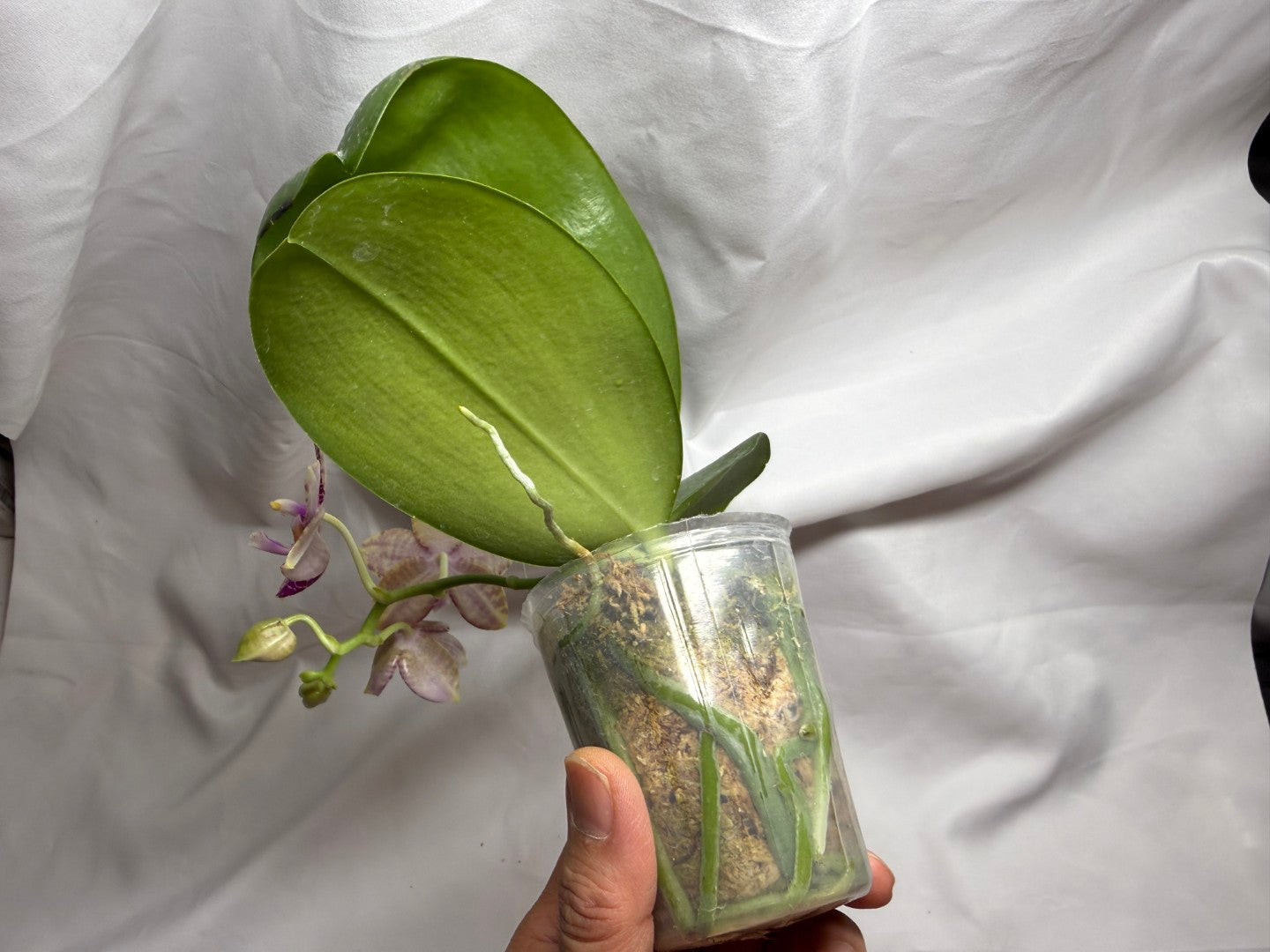 AMM295 - Phalaenopsis (Mituo Gigan Dragon X Mituo Hsien) seed grown 260812 Flowering