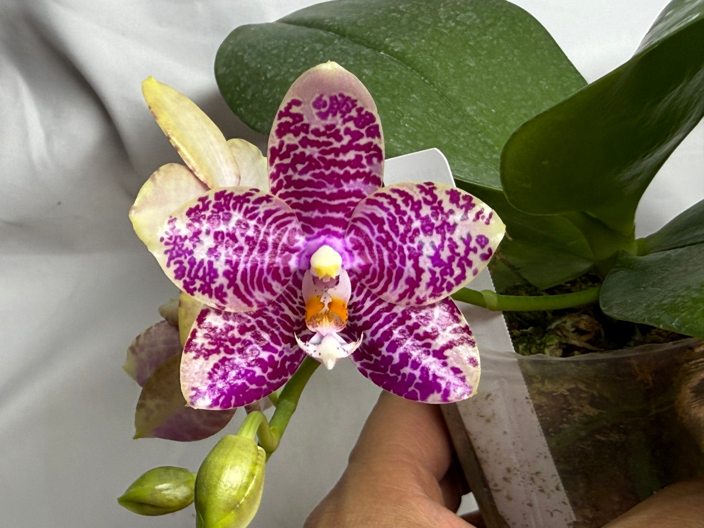 AMM295 - Phalaenopsis (Mituo Gigan Dragon X Mituo Hsien) seed grown 260812 Flowering