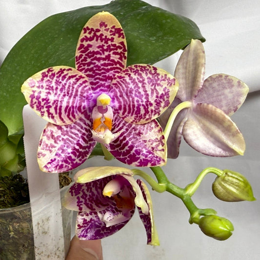 AMM295 - Phalaenopsis (Mituo Gigan Dragon X Mituo Hsien) seed grown 260812 Flowering