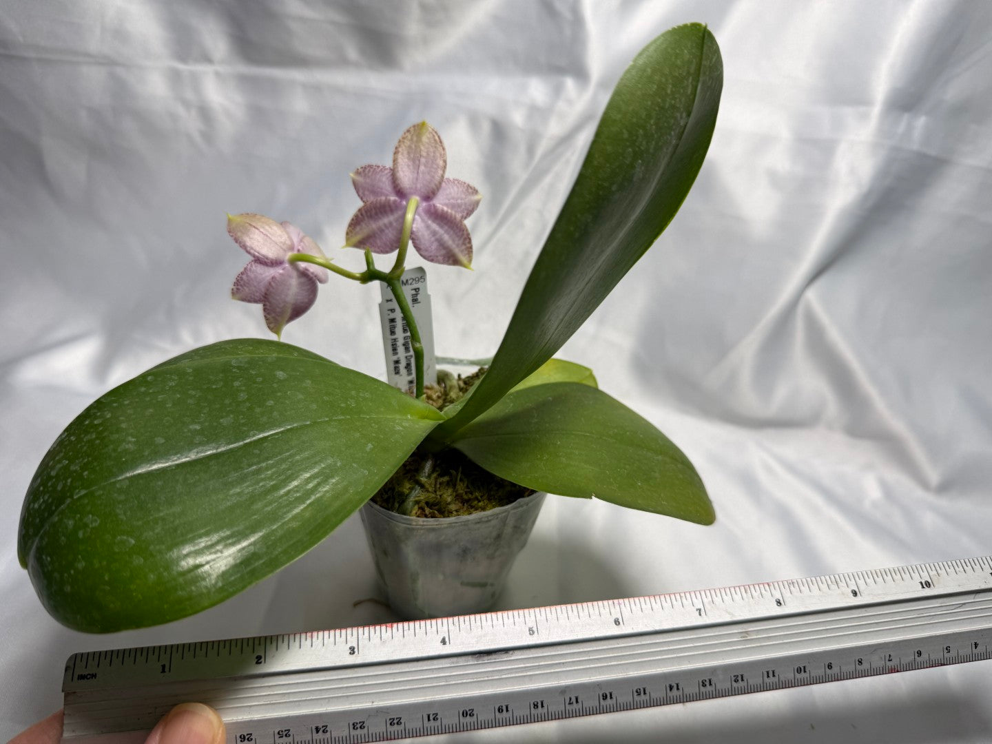 AMM295 - Phalaenopsis (Mituo Gigan Dragon X Mituo Hsien) seed grown 260830 Flowering