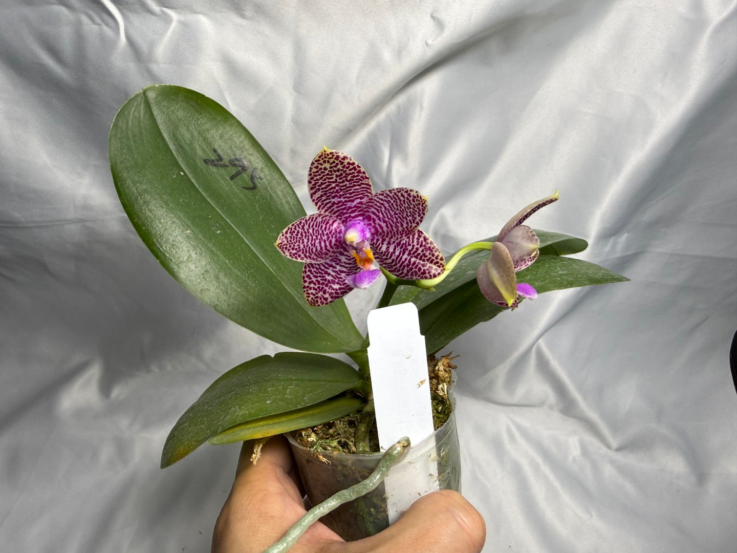 AMM295 - Phalaenopsis (Mituo Gigan Dragon X Mituo Hsien) seed grown 260830 Flowering