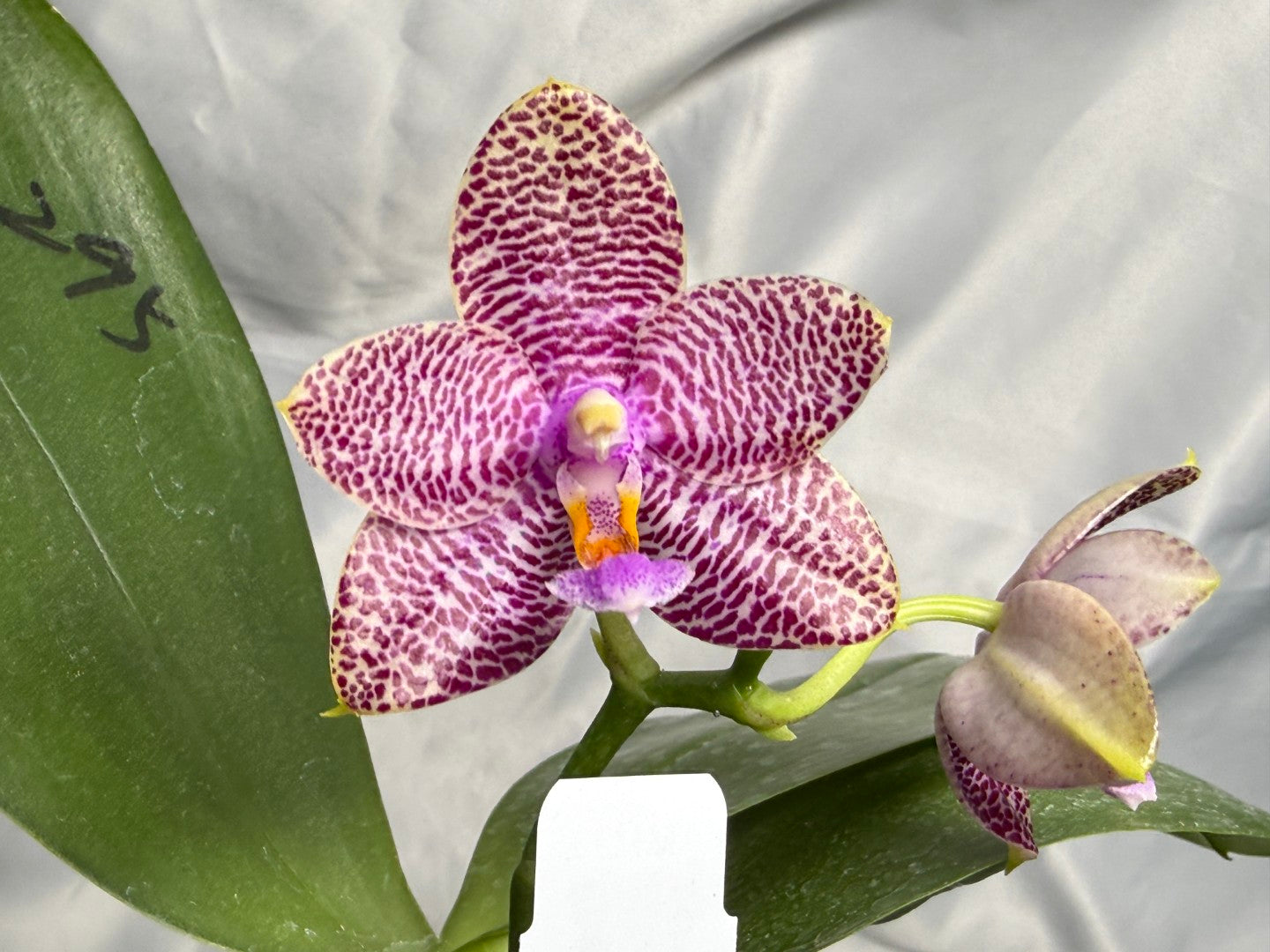 AMM295 - Phalaenopsis (Mituo Gigan Dragon X Mituo Hsien) seed grown 260830 Flowering