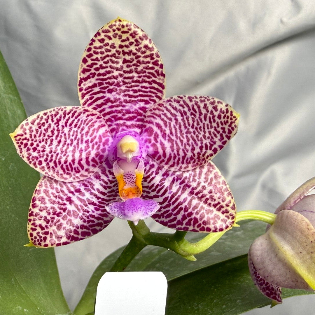 A close-up of a pink and purple patterned orchid flower with green leaves, set against a light gray fabric background.