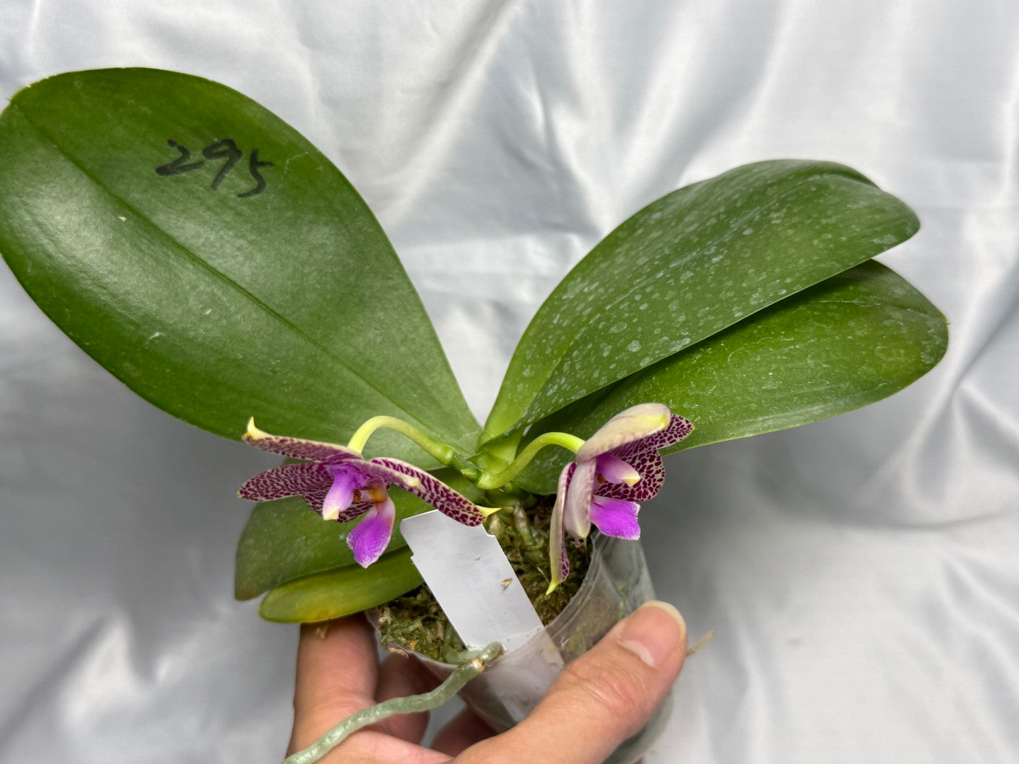 AMM295 - Phalaenopsis (Mituo Gigan Dragon X Mituo Hsien) seed grown 260830 Flowering