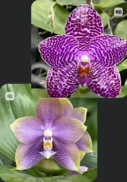 AMM295 - Phalaenopsis (Mituo Gigan Dragon 'Mituo #12' X Mituo Hsien ‘Maze’) (seed grown)