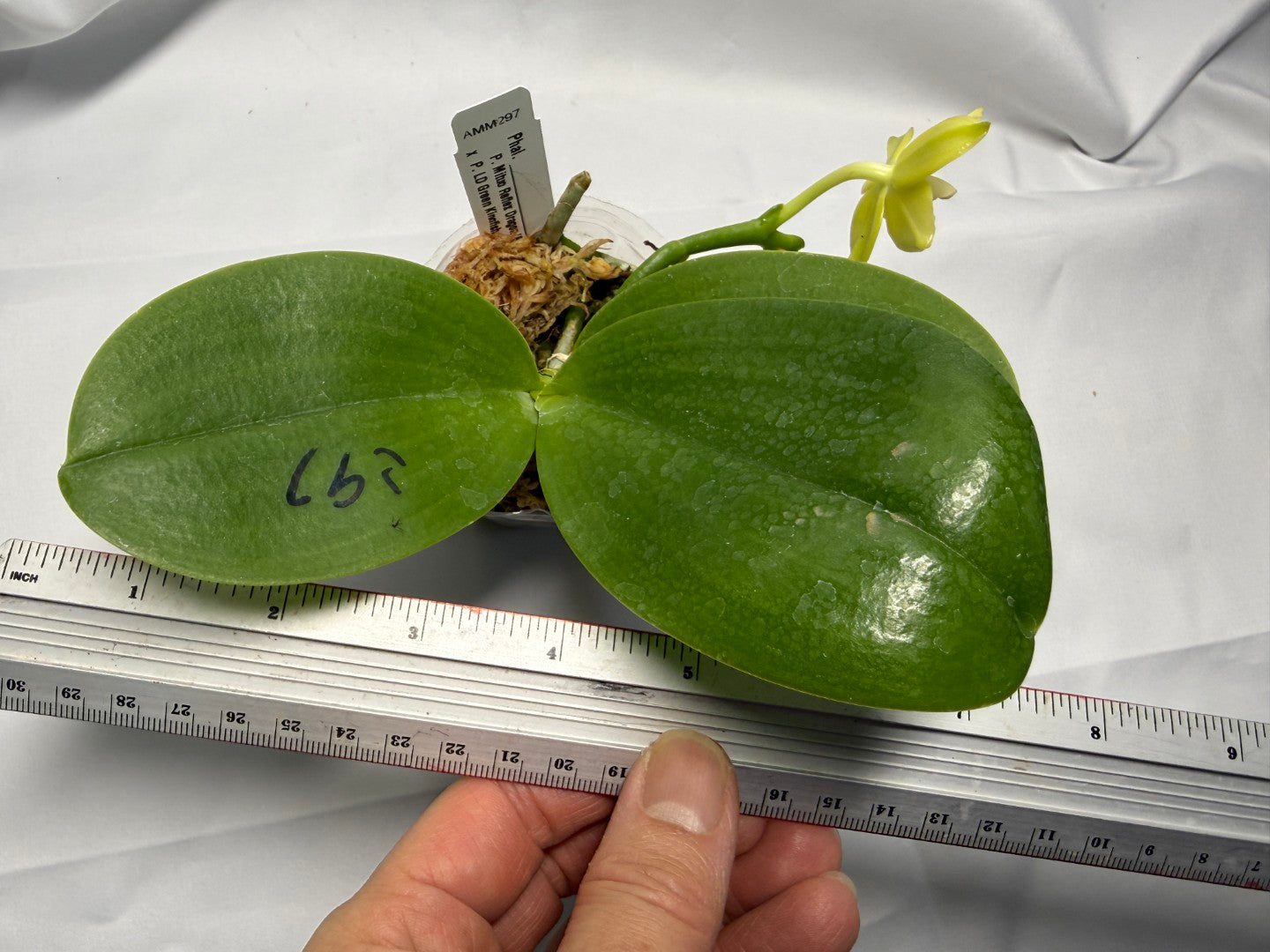 Phalaenopsis (Mituo Reflex Dragon X LD Green Kingfisher) 251227