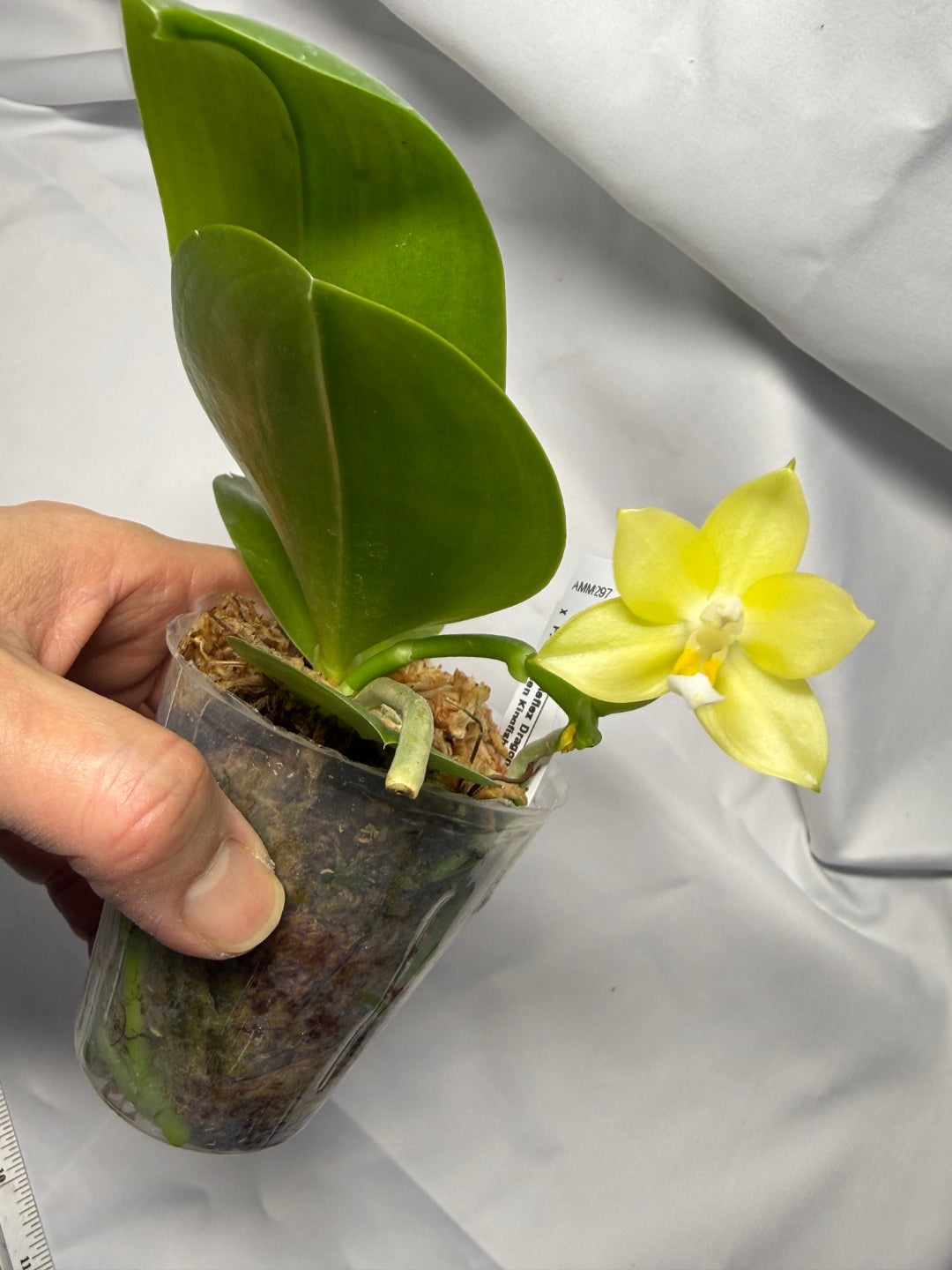 Phalaenopsis (Mituo Reflex Dragon X LD Green Kingfisher) 251227