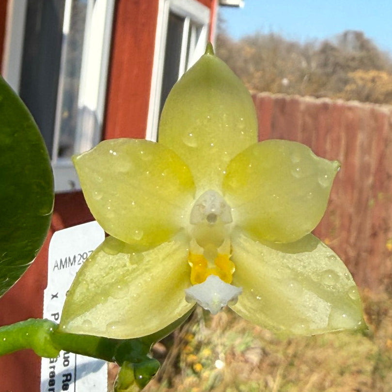 Phalaenopsis (Mituo Reflex Dragon X LD Green Kingfisher) 251227