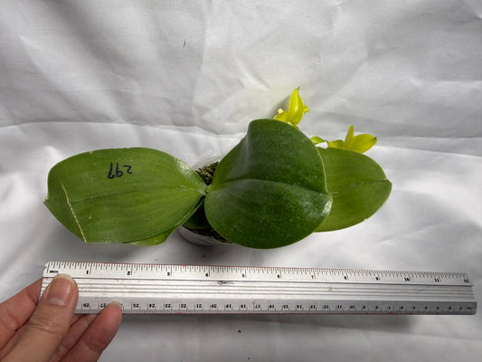 Phalaenopsis (Mituo Reflex Dragon X LD Green Kingfisher) Seed Grown 260404