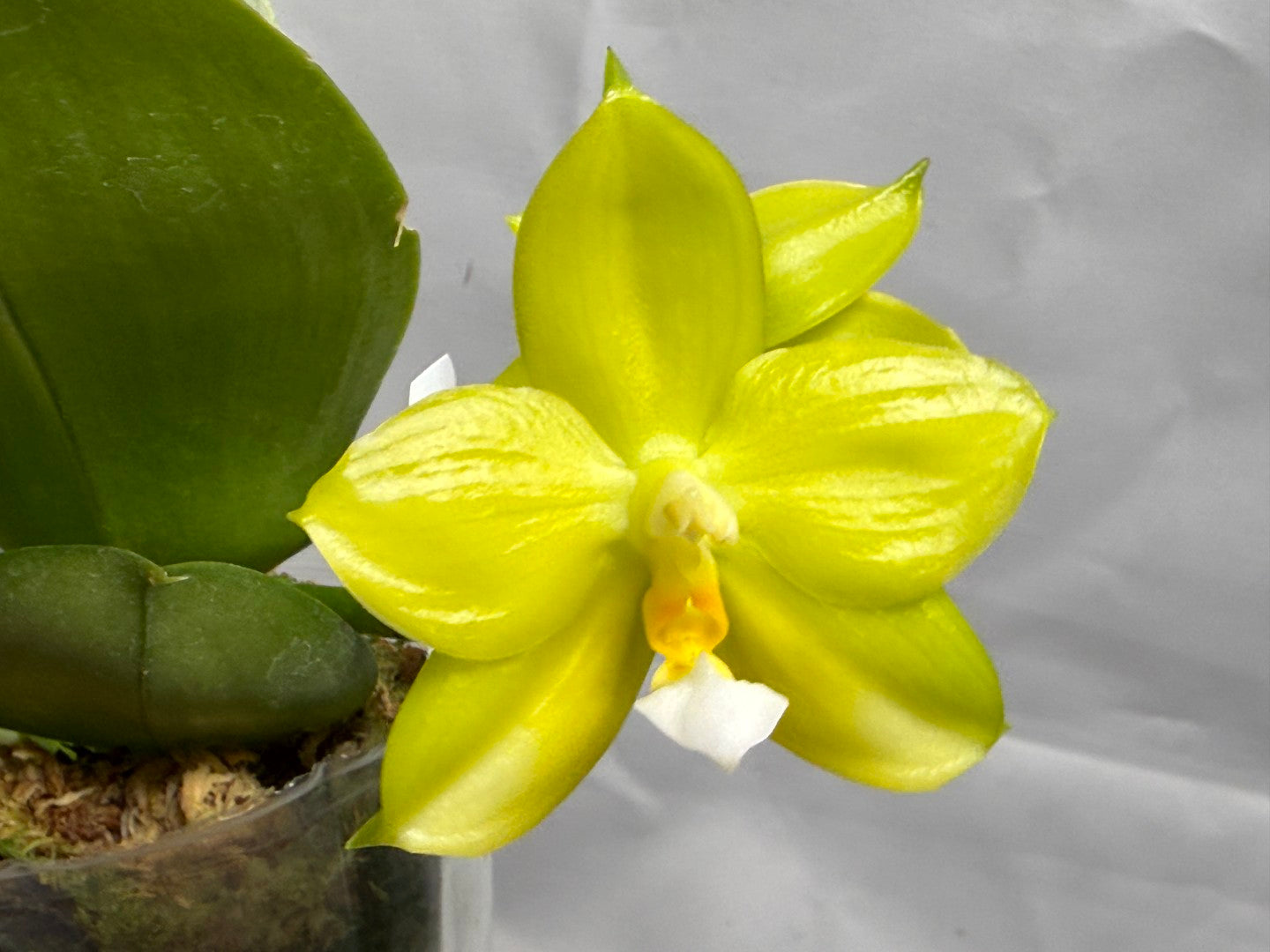 Phalaenopsis (Mituo Reflex Dragon X LD Green Kingfisher) Seed Grown 260404