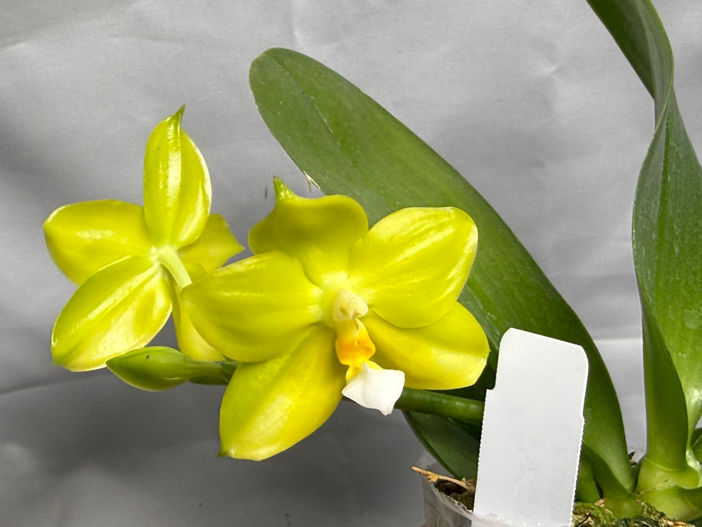 Phalaenopsis (Mituo Reflex Dragon X LD Green Kingfisher) Seed Grown 260404