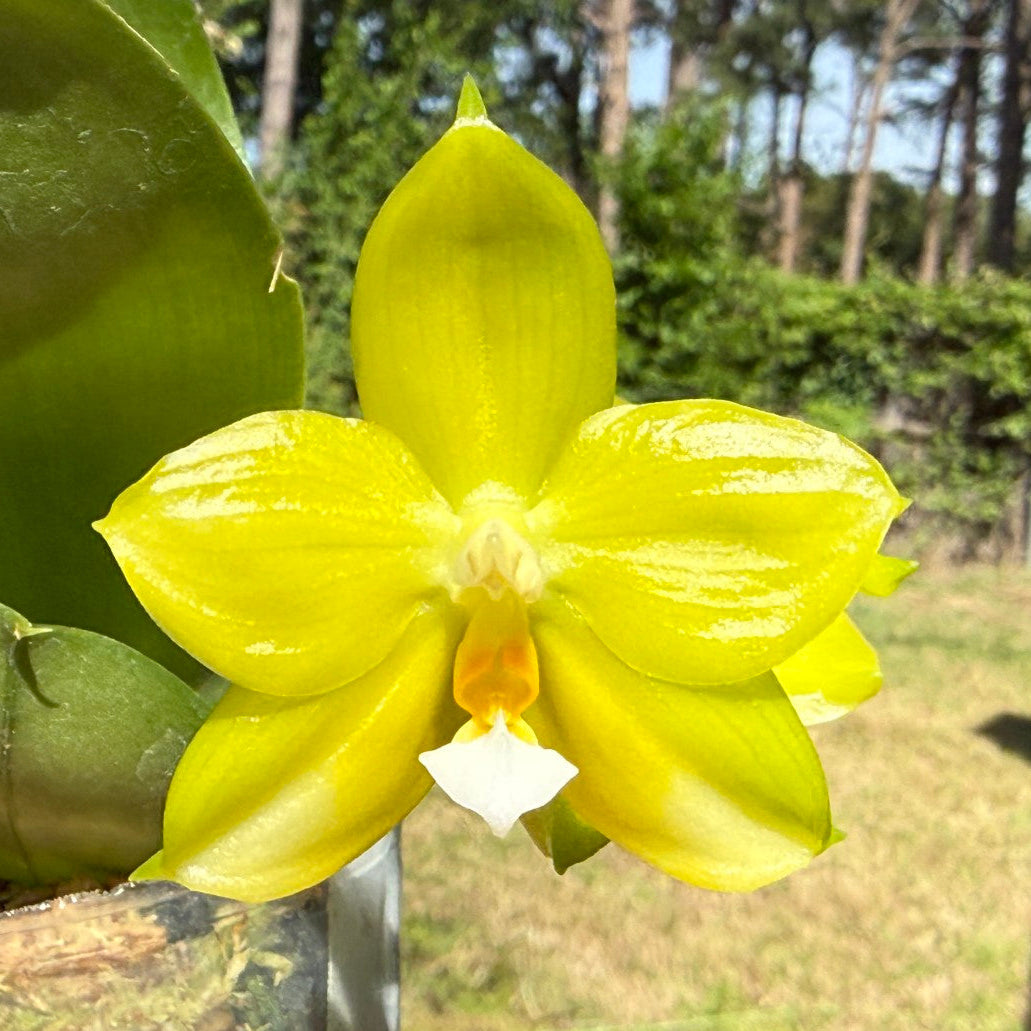 Phalaenopsis (Mituo Reflex Dragon X LD Green Kingfisher) Seed Grown 260404