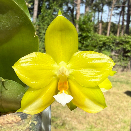 Phalaenopsis (Mituo Reflex Dragon X LD Green Kingfisher) Seed Grown 260404