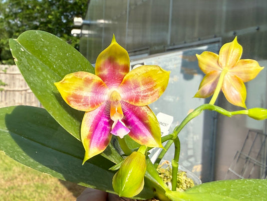 Phalaenopsis (Mituo Reflex Dragon X LD Green Kingfisher) Seed Grown 260426 Flowering 2 spikes