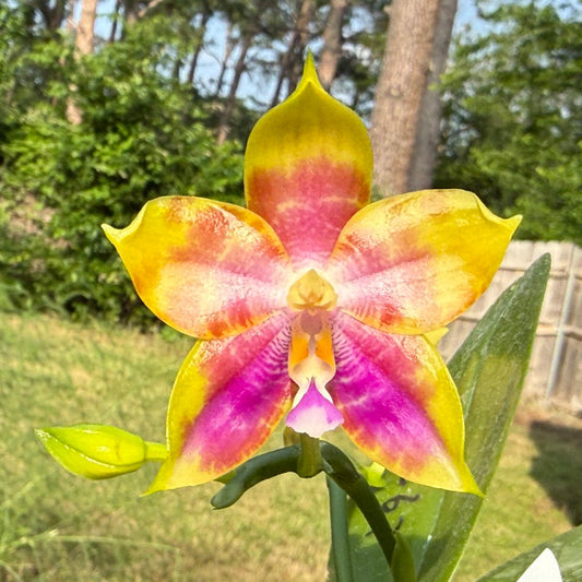 Phalaenopsis (Mituo Reflex Dragon X LD Green Kingfisher) Seed Grown 260426 Flowering 2 spikes