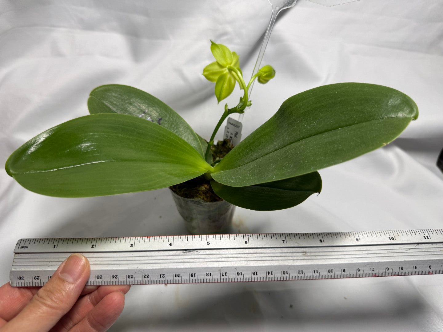 AMM297 Phalaenopsis Mituo Jade Falcon Seed Grown 260611-A Flowering 3 spikes