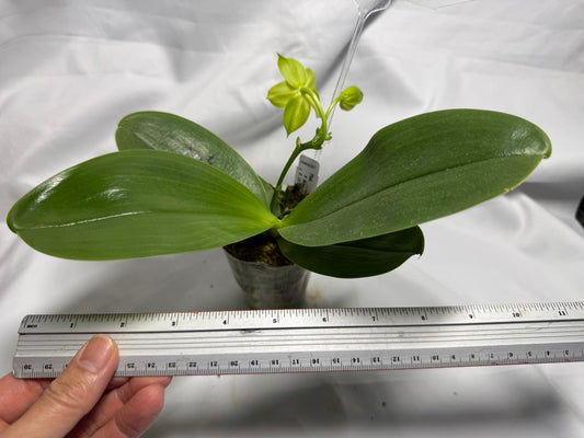AMM297 Phalaenopsis Mituo Jade Falcon Seed Grown 260611-A Flowering 3 spikes