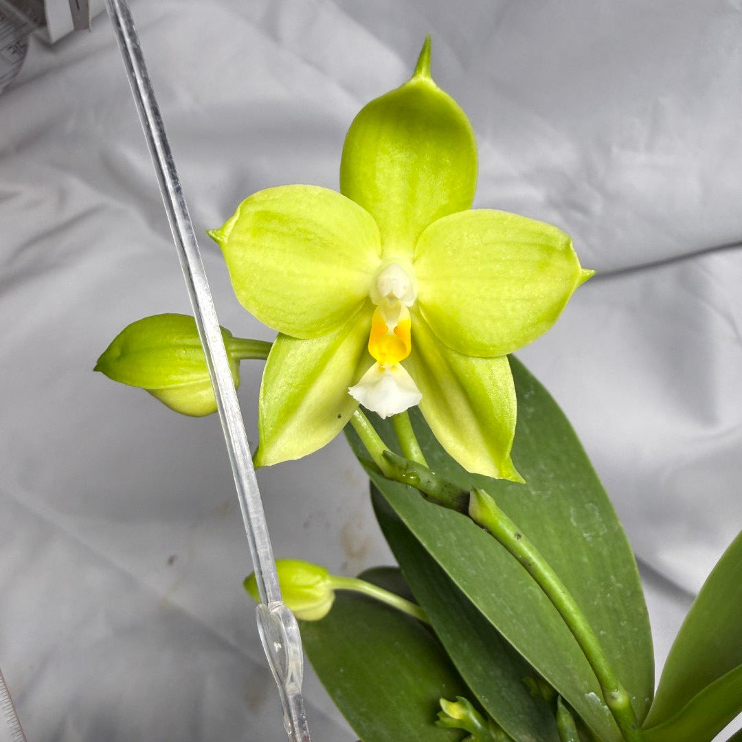 AMM297 Phalaenopsis Mituo Jade Falcon Seed Grown 260611-A Flowering 3 spikes