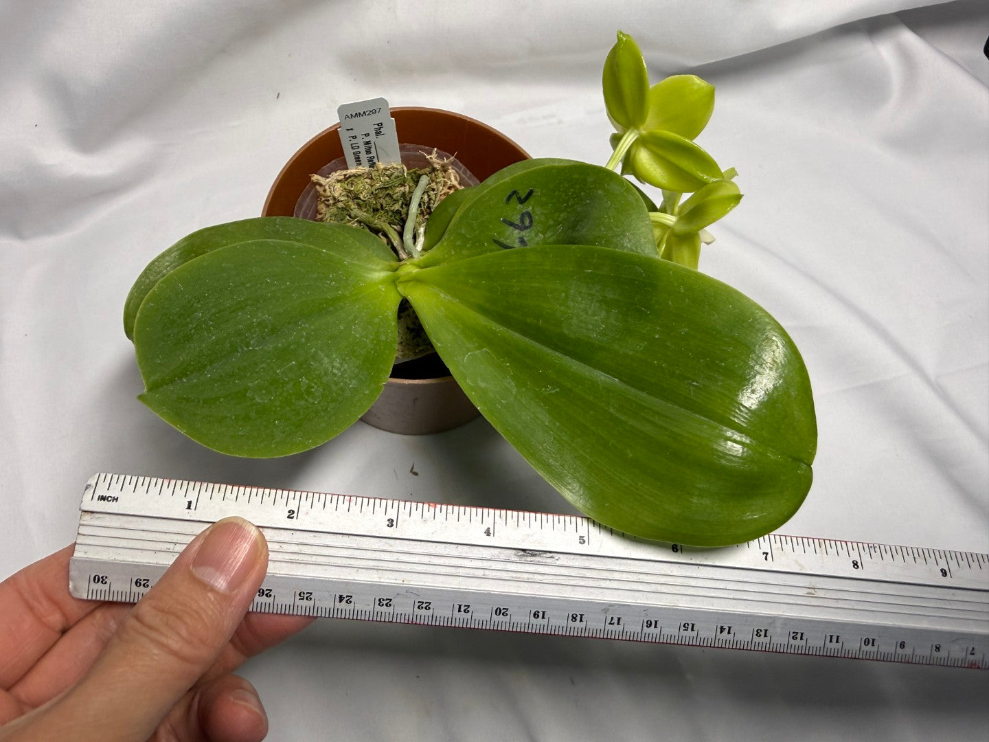 AMM297 Phalaenopsis Mituo Jade Falcon Seed Grown 260611-B Flowering