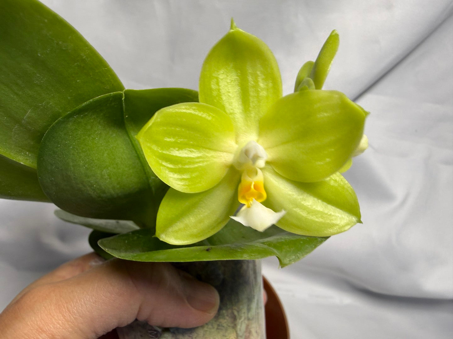 AMM297 Phalaenopsis Mituo Jade Falcon Seed Grown 260611-B Flowering