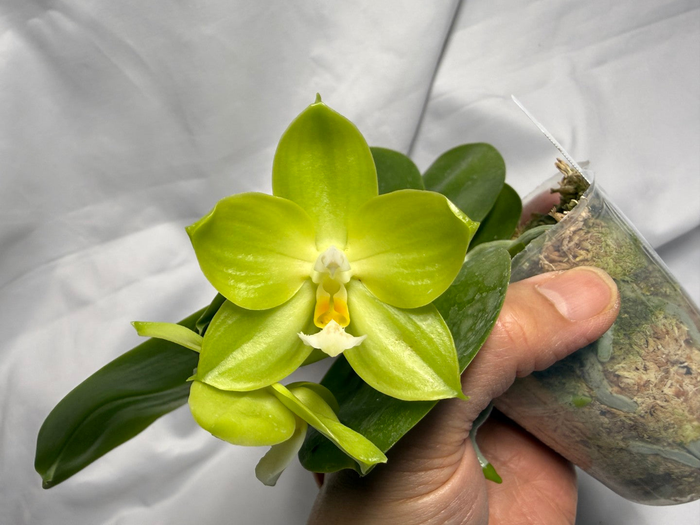 AMM297 Phalaenopsis Mituo Jade Falcon Seed Grown 260611-B Flowering