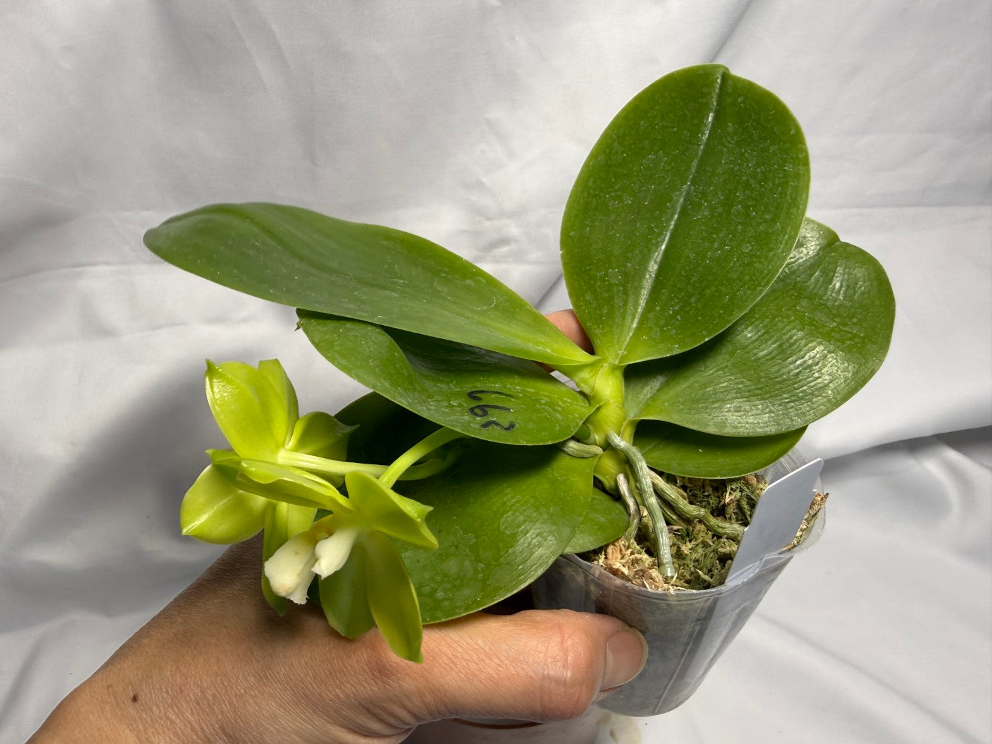 AMM297 Phalaenopsis Mituo Jade Falcon Seed Grown 260611-B Flowering