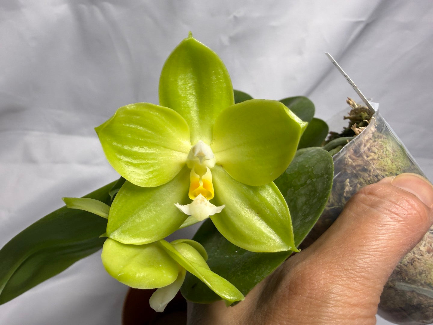 AMM297 Phalaenopsis Mituo Jade Falcon Seed Grown 260611-B Flowering