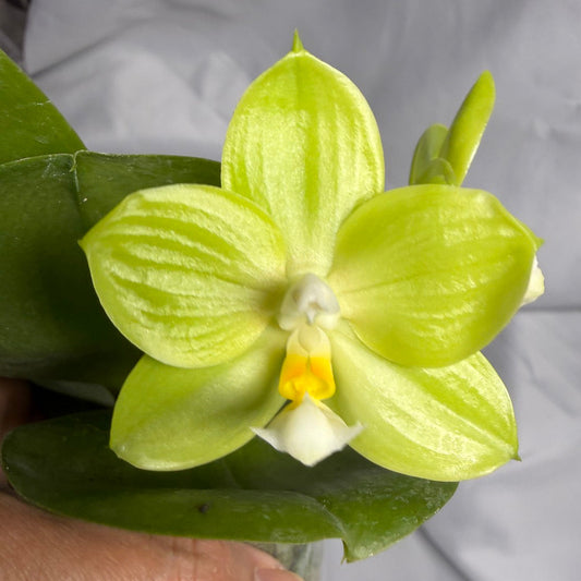 AMM297 Phalaenopsis Mituo Jade Falcon Seed Grown 260611-B Flowering