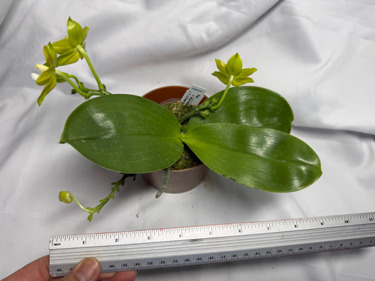 AMM297 Phalaenopsis Mituo Jade Falcon Seed Grown 260611-C Flowering 4 spikes