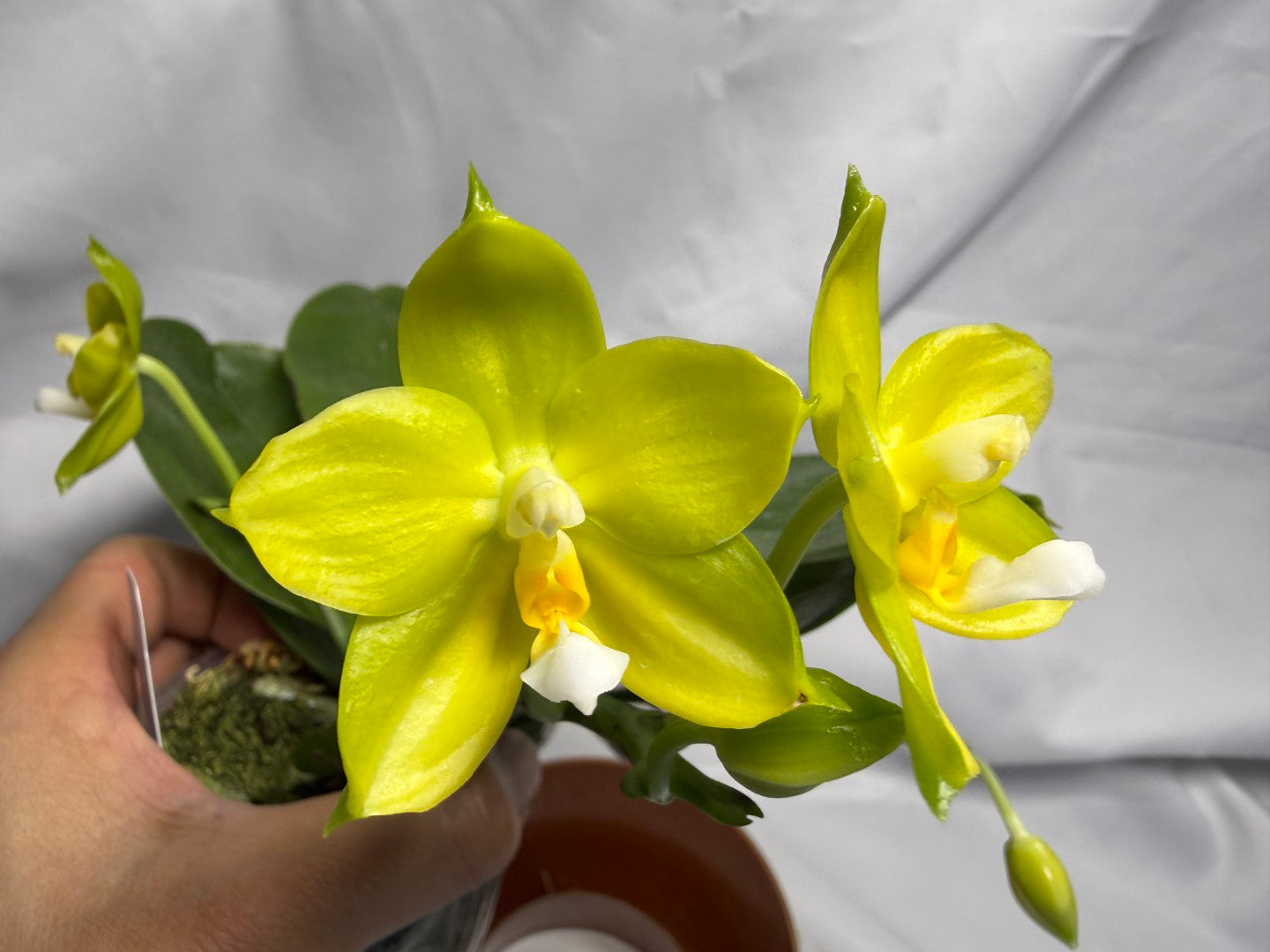 AMM297 Phalaenopsis Mituo Jade Falcon Seed Grown 260611-C Flowering 4 spikes