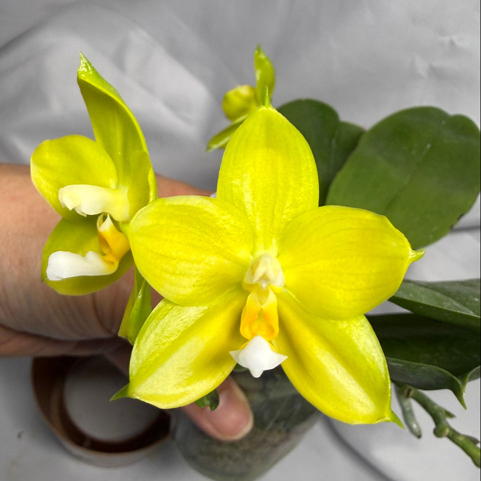 AMM297 Phalaenopsis Mituo Jade Falcon Seed Grown 260611-C Flowering 4 spikes