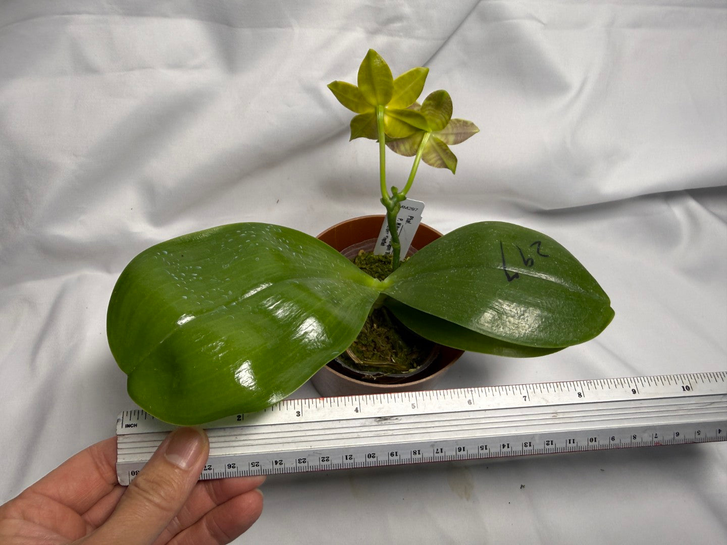 AMM297 Phalaenopsis Mituo Jade Falcon Seed Grown 260611-D Flowering