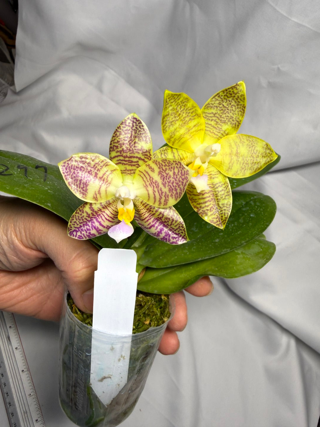 AMM297 Phalaenopsis Mituo Jade Falcon Seed Grown 260611-D Flowering