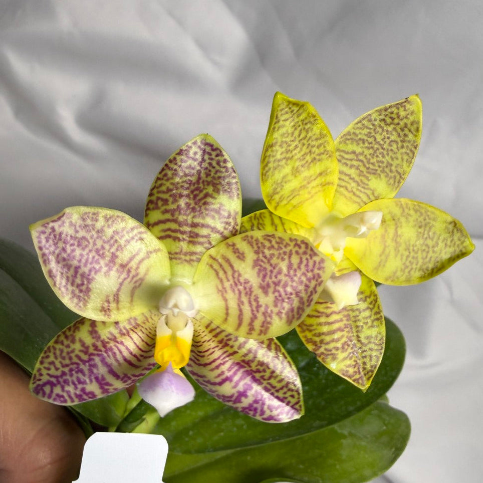 AMM297 Phalaenopsis Mituo Jade Falcon Seed Grown 260611-D Flowering