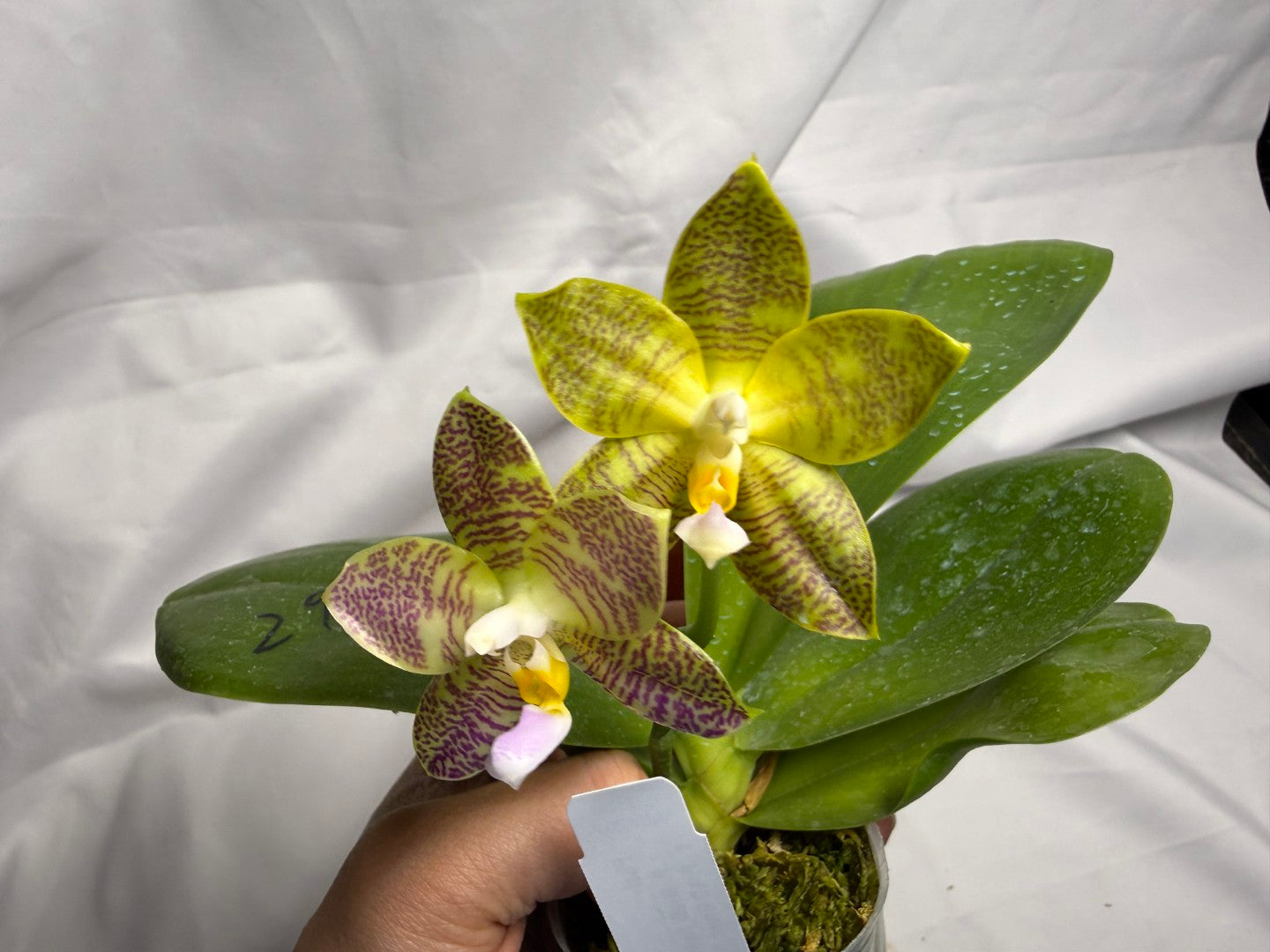 AMM297 Phalaenopsis Mituo Jade Falcon Seed Grown 260611-D Flowering