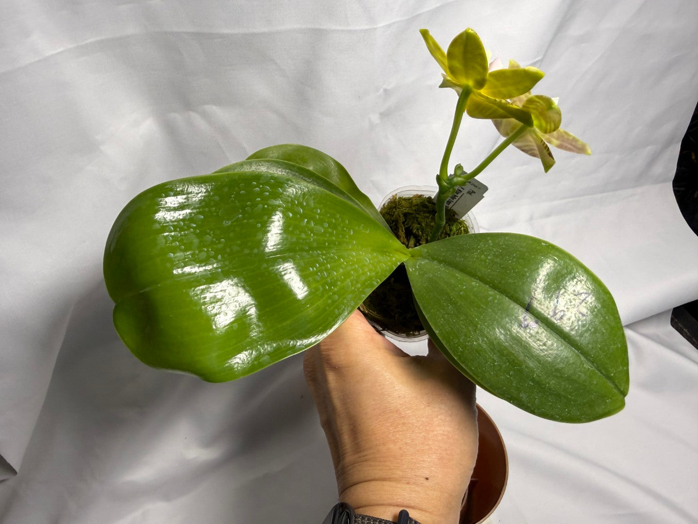 AMM297 Phalaenopsis Mituo Jade Falcon Seed Grown 260611-D Flowering