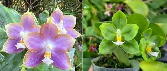 Phalaenopsis (Mituo Reflex Dragon 'Blue 2' X LD Green Kingfisher) - Seed Grown